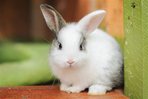 pictures of a bunny rabbit